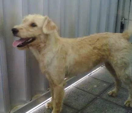 Cachorro ra a não definida idade 1 ano nome xuxa