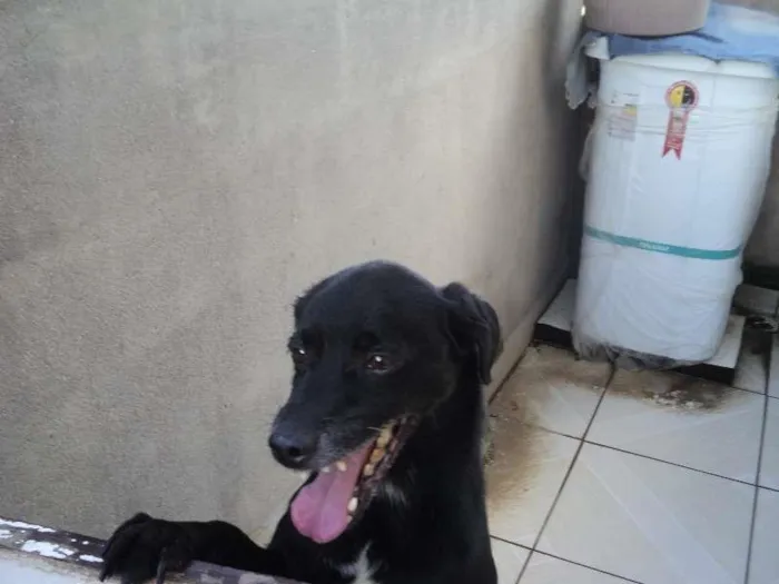 Cachorro ra a mestiço de green haund idade 6 ou mais anos nome Fred