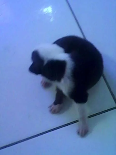 Cachorro raça  idade Abaixo de 2 meses nome AINDA NÃO TEM