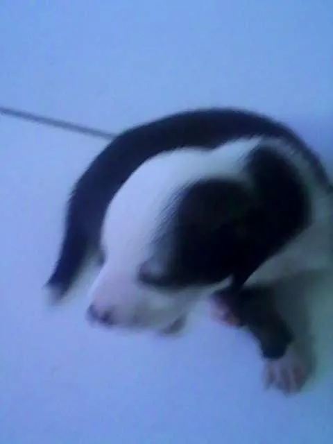 Cachorro raça  idade Abaixo de 2 meses nome AINDA NÃO TEM