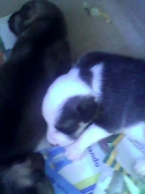 Cachorro raça  idade Abaixo de 2 meses nome AINDA NÃO TEM