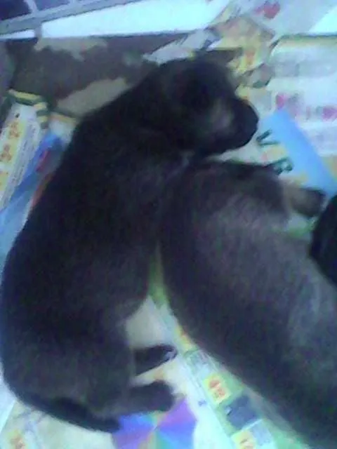 Cachorro raça  idade Abaixo de 2 meses nome AINDA NÃO TEM