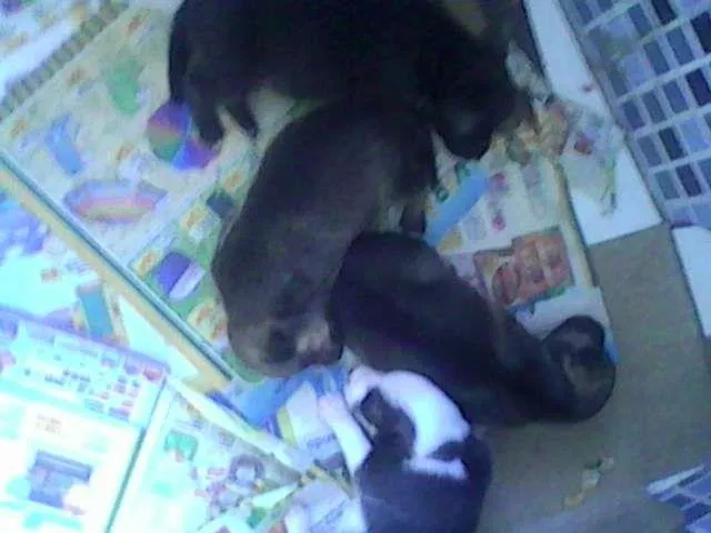 Cachorro raça  idade Abaixo de 2 meses nome AINDA NÃO TEM