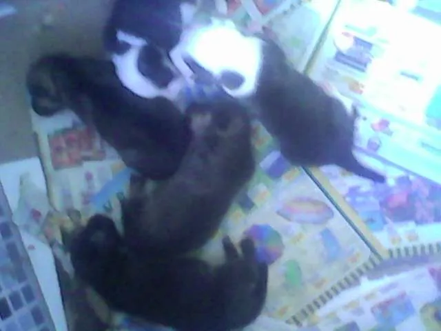 Cachorro raça  idade Abaixo de 2 meses nome AINDA NÃO TEM