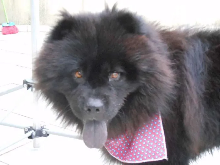 Cachorro raça Chow Chow idade 3 anos nome Haschi