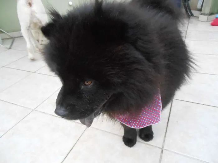 Cachorro raça Chow Chow idade 3 anos nome Haschi