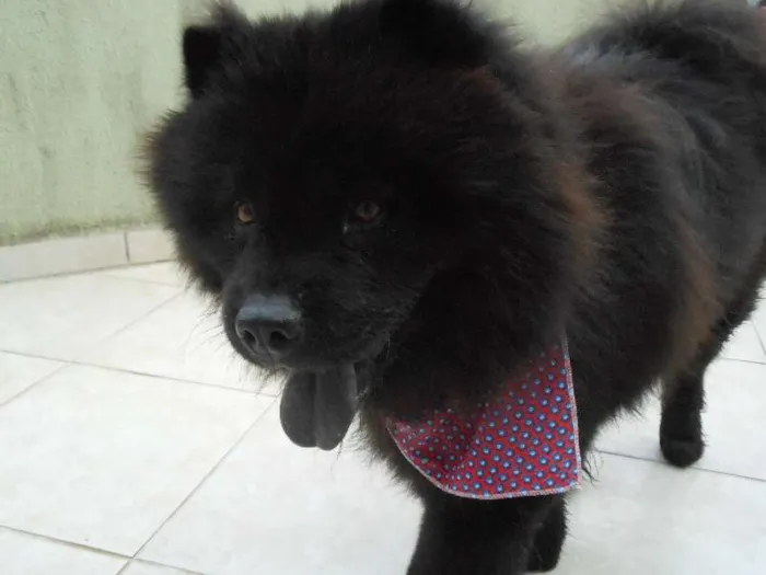 Cachorro raça Chow Chow idade 3 anos nome Haschi