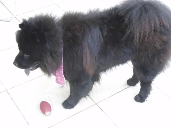 Cachorro raça Chow Chow idade 3 anos nome Haschi