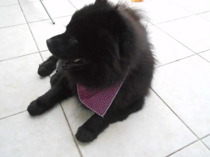 Cachorro raça Chow Chow idade 3 anos nome Haschi
