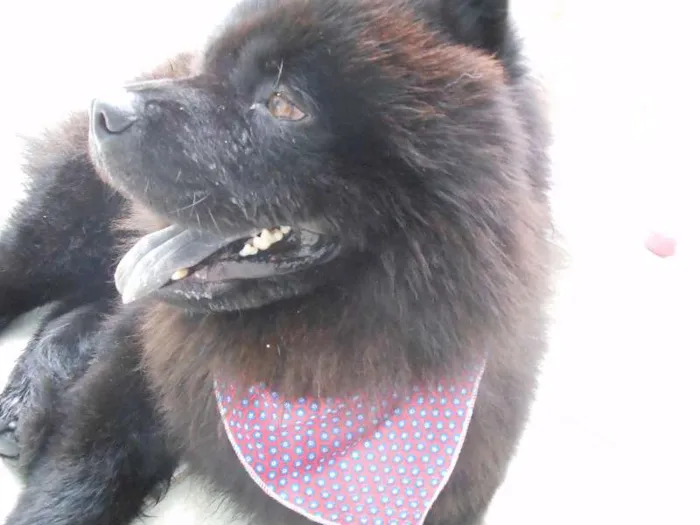 Cachorro raça Chow Chow idade 3 anos nome Haschi