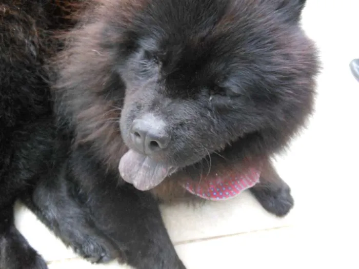 Cachorro raça Chow Chow idade 3 anos nome Haschi