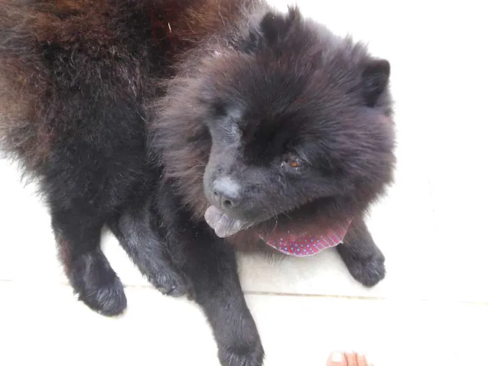 Cachorro raça Chow Chow idade 3 anos nome Haschi