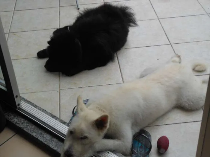 Cachorro raça Chow Chow idade 3 anos nome Haschi