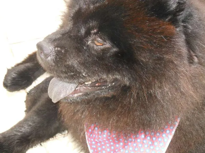 Cachorro raça Chow Chow idade 3 anos nome Haschi