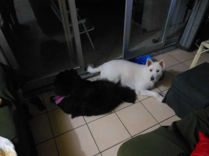 Cachorro raça Chow Chow idade 3 anos nome Haschi