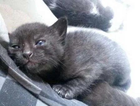 Gato ra a SRD idade Abaixo de 2 meses nome Nenezinho