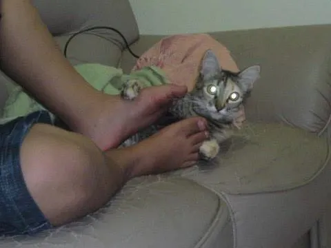 Gato ra a sem raça idade 1 ano nome Naomy