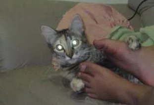 Gato ra a sem raça idade 1 ano nome Naomy