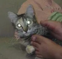 Gato ra a sem raça idade 1 ano nome Naomy