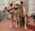 Gigi e Marquinho