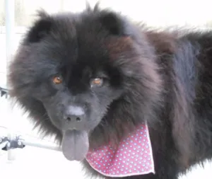 Cachorro raça Chow Chow idade 3 anos nome Haschi
