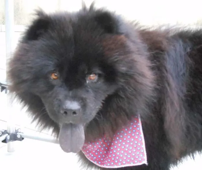Cachorro raça Chow Chow idade 3 anos nome Haschi