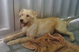 Cachorro raça não definida idade 1 ano nome xuxa