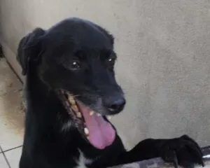 Cachorro raça mestiço de green haund idade 6 ou mais anos nome Fred