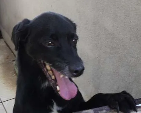 Cachorro ra a mestiço de green haund idade 6 ou mais anos nome Fred