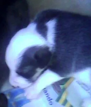 Cachorro raça  idade Abaixo de 2 meses nome AINDA NÃO TEM