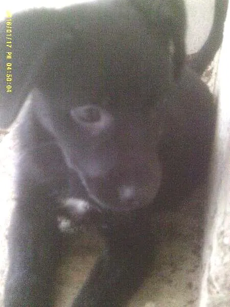 Cachorro raça Sem raça definida idade 2 a 6 meses nome Pretinha