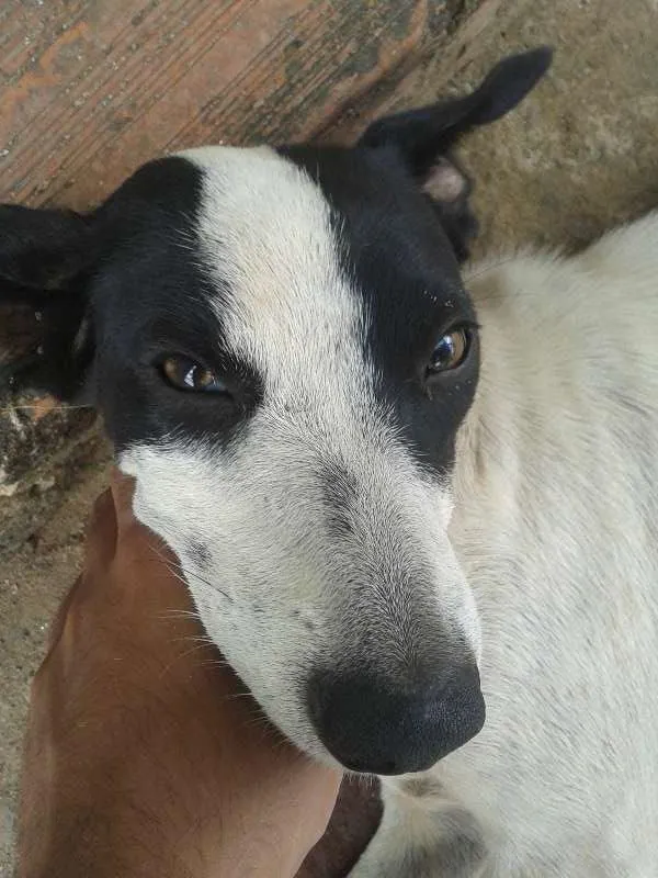 Cachorro ra a SRD idade 3 anos nome Princesa