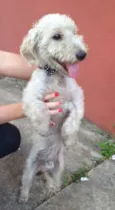 Bob