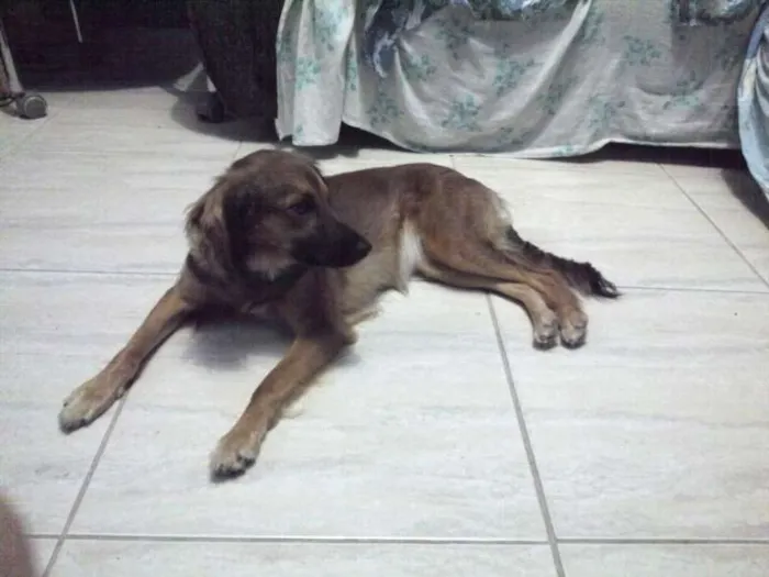 Cachorro ra a Indefinida idade 1 ano nome Mei