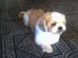 elvis GRATIFICA