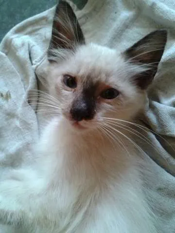 Gato raça SRD idade Abaixo de 2 meses nome sem nome ainda