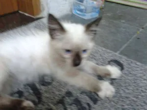 Gato raça SRD idade Abaixo de 2 meses nome sem nome ainda