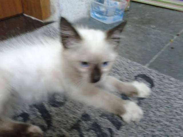Gato raça SRD idade Abaixo de 2 meses nome sem nome ainda
