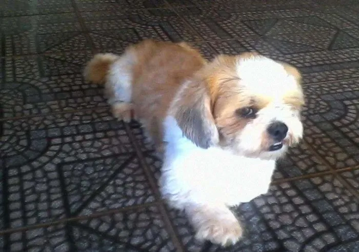 Cachorro ra a Lhasa Apso idade 2 anos nome elvis GRATIFICA