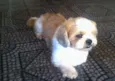 elvis GRATIFICA