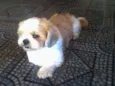 elvis GRATIFICA