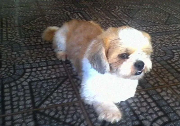 Cachorro ra a Lhasa Apso idade 2 anos nome elvis GRATIFICA