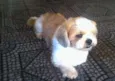elvis GRATIFICA