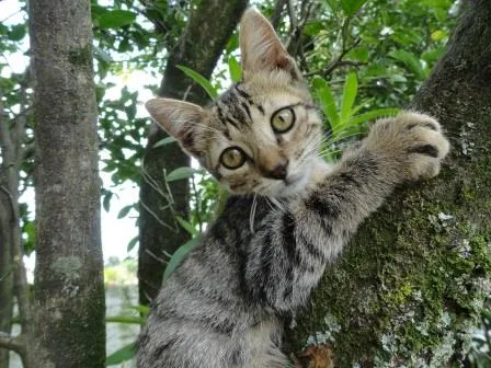 Gato ra a SRD idade 2 a 6 meses nome Pitoko