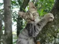 Pitoko