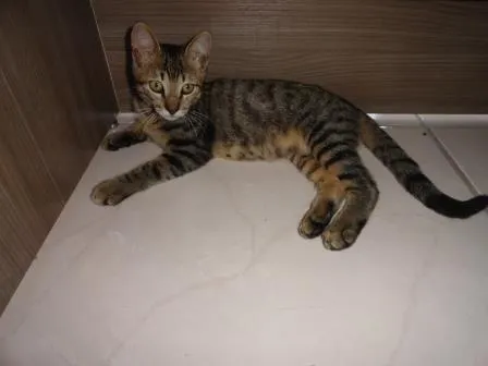 Gato ra a SRD idade 2 a 6 meses nome Pitoko