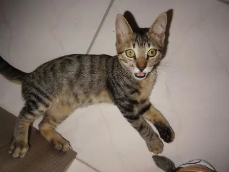 Gato ra a SRD idade 2 a 6 meses nome Pitoko