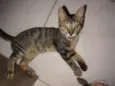 Pitoko