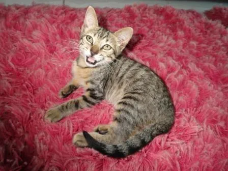 Gato ra a SRD idade 2 a 6 meses nome Pitoko
