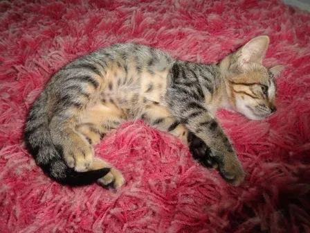 Gato ra a SRD idade 2 a 6 meses nome Pitoko